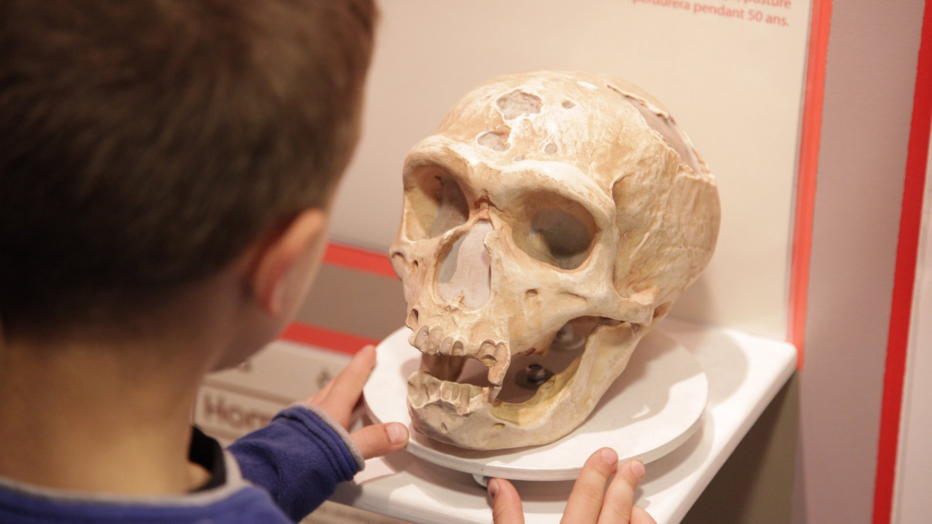 un crane préhistorique au musée de la prehistoire de sciez