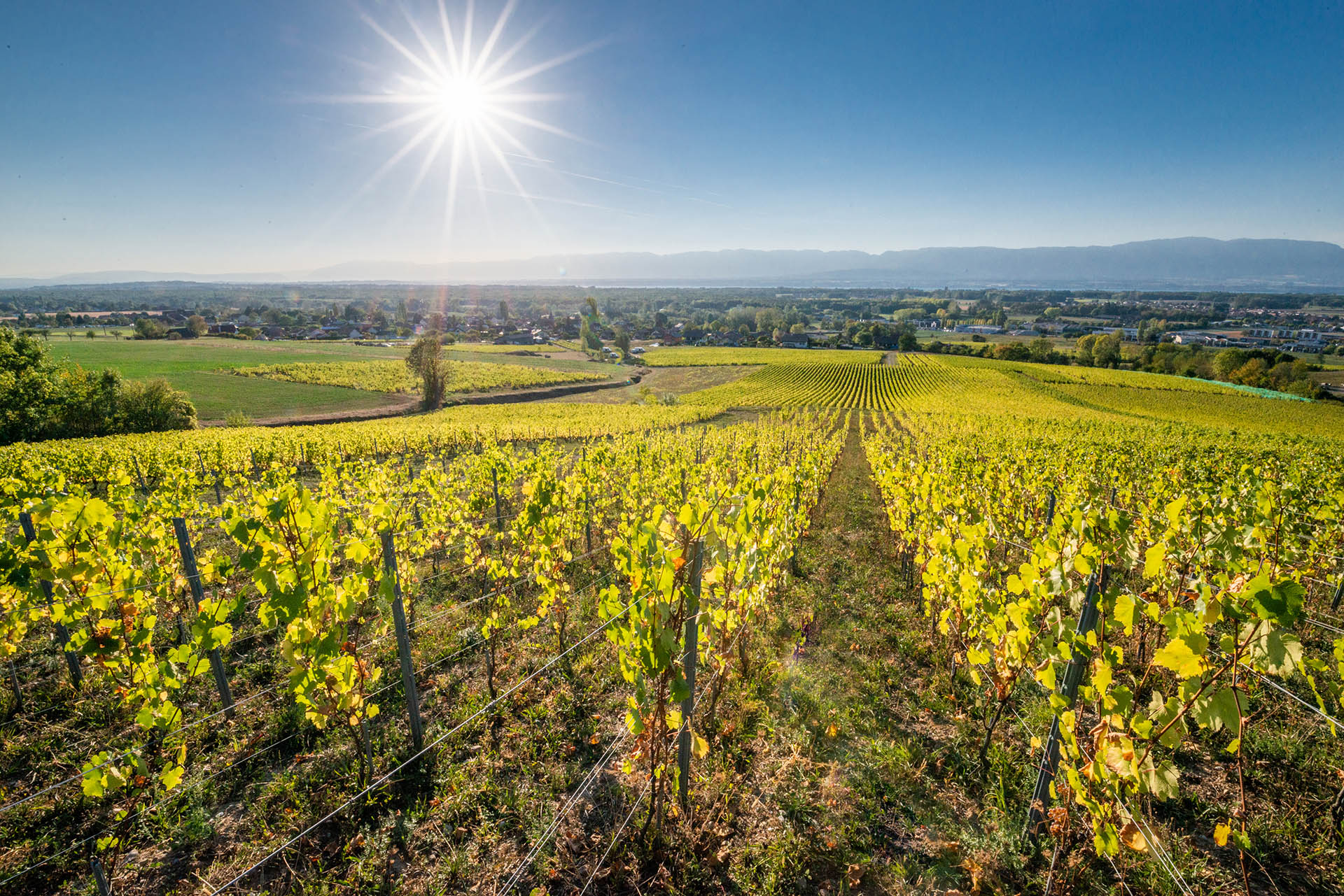 Vue sur les vignes et le lac léman