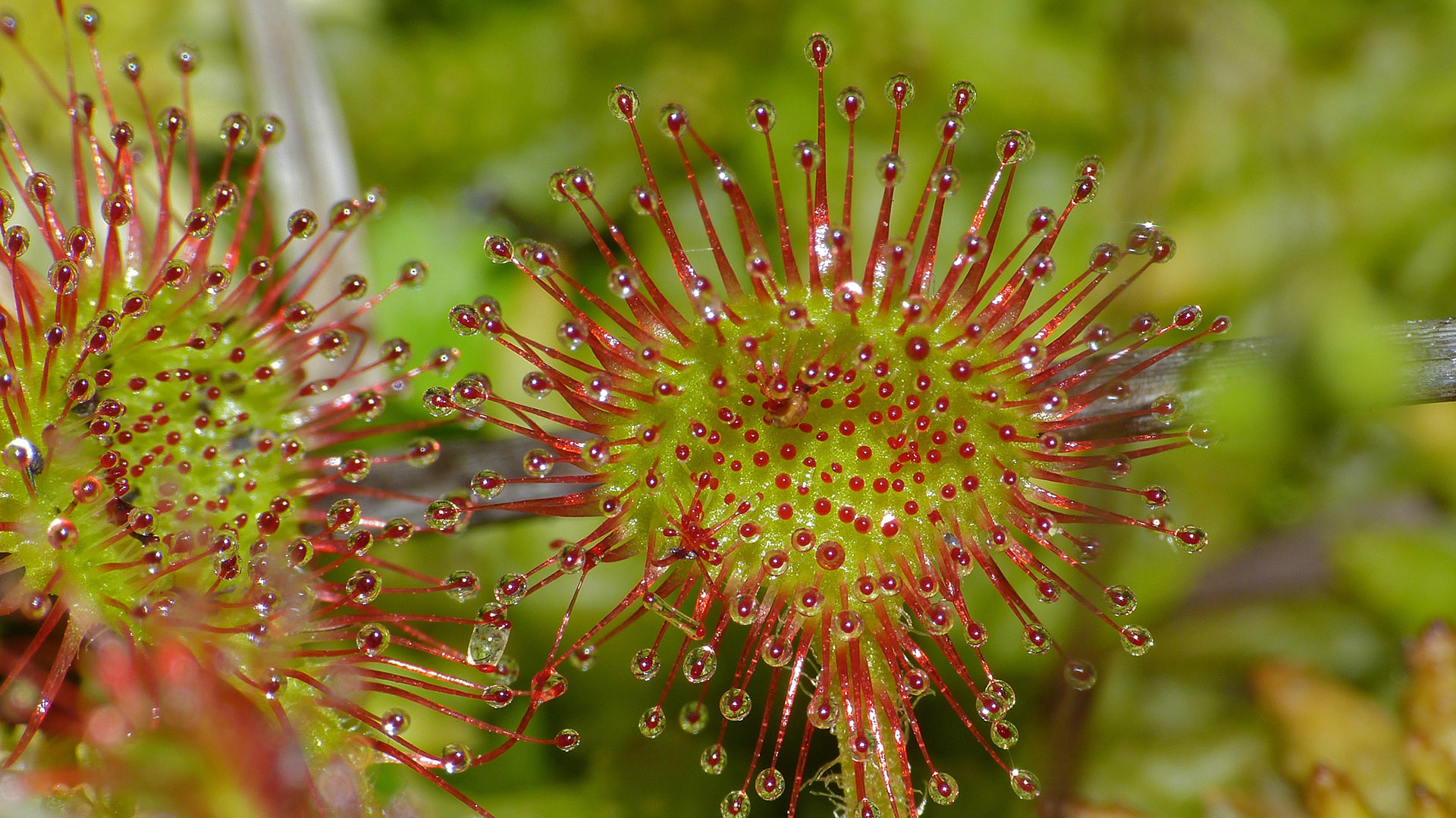 Drosera à feuille ronde dans le marais de maravant
